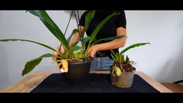 Coelogyne Celebensis And Speciosa. Two Beautiful Coelogyne Species I Have In Bloom.