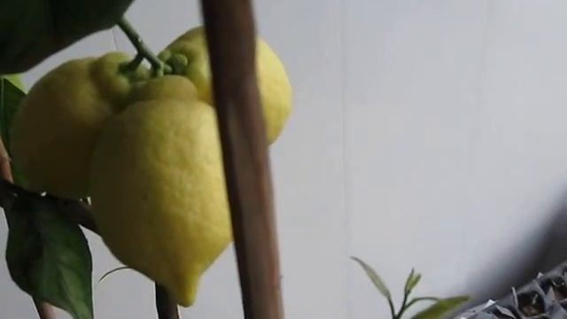 Видео 189 Комнатный лимон Новогрузинский смотреть онлайн