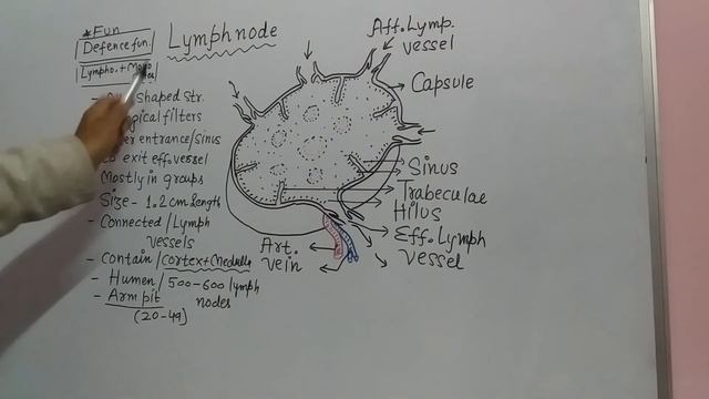 structure of lymph node in brief with diagram. смотреть онлайн