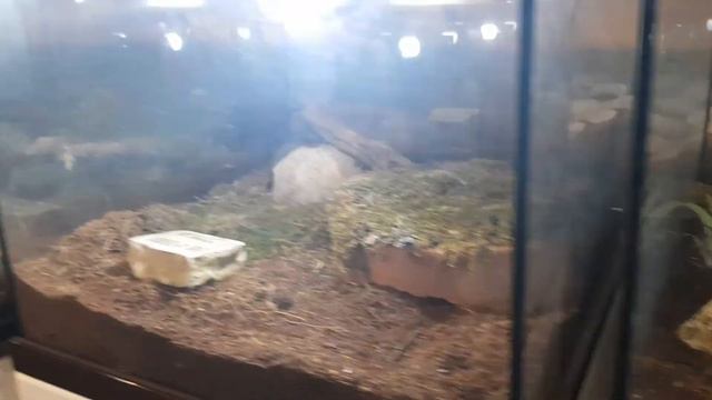Корея Влог / Зоопарк / Seoul zoo смотреть онлайн