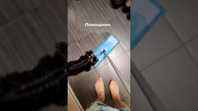 Иокширский терьер Сол Гудман помогает мыть пол, пока хозяин в командировке. смотреть онлайн