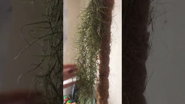 Тилландсия уснеевидная смотреть онлайн