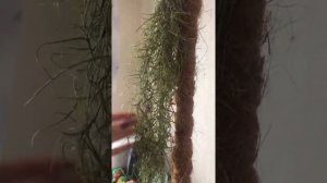 Тилландсия уснеевидная