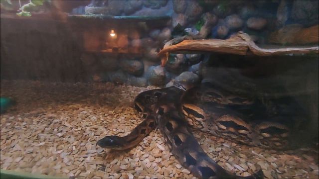 Террариум. Уникальный музей живой природы. Минский зоопарк. Беларусь смотреть онлайн