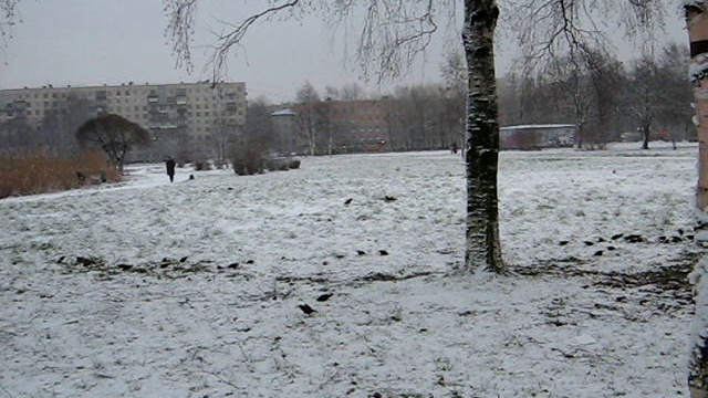 Скворцы в Санкт-Пертербурге в декабре - самый короткий день смотреть онлайн