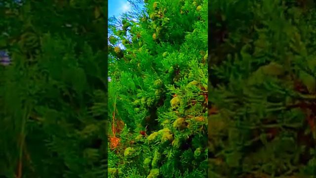 ФИГОВЫЕ ШАЛОСТИ .... В МЯТЕ🎁🍏🍎🍉🌈 смотреть онлайн