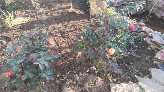 Середина октября, а розы цветут. Ленинградская область. смотреть онлайн