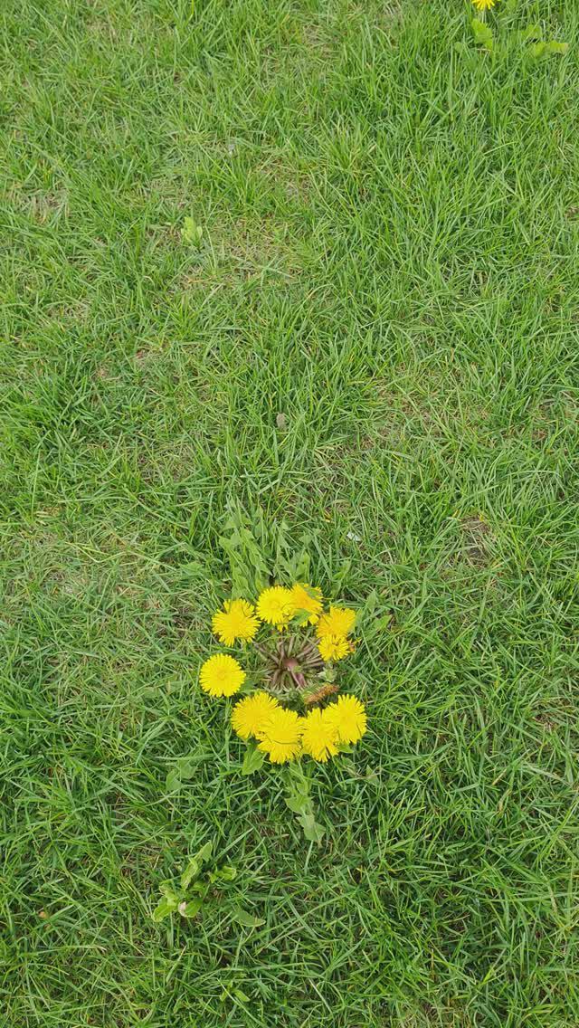 Одуванчики и кусты