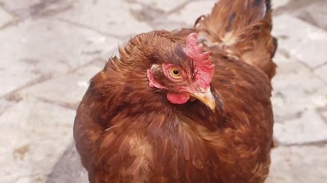 Орел в курятнике! Мудрая притча о предназначении человека и его самооценке смотреть онлайн