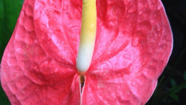 My Anthurium Collection смотреть онлайн