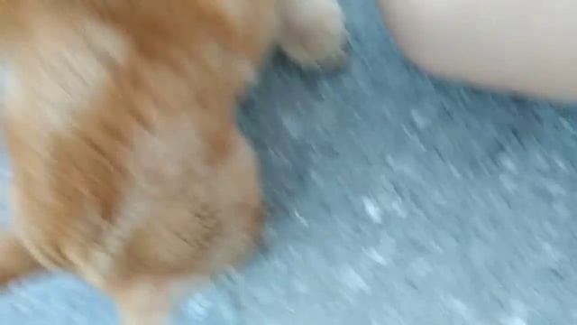 Нашло котёнка ???и назвал рыжий смотреть онлайн