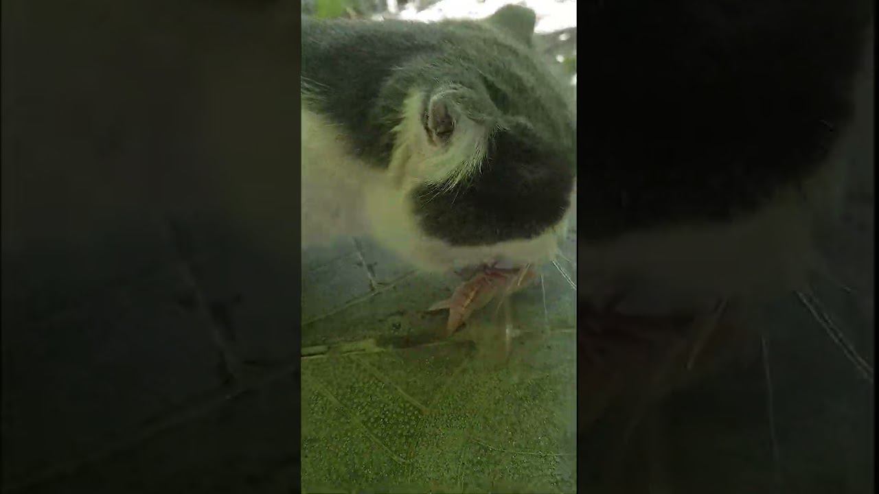 Богомол Против Кота 2 Раунд смотреть онлайн