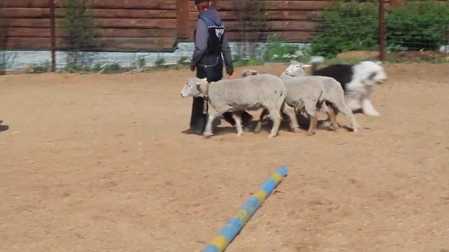 Пастушья служба 3 занятие смотреть онлайн