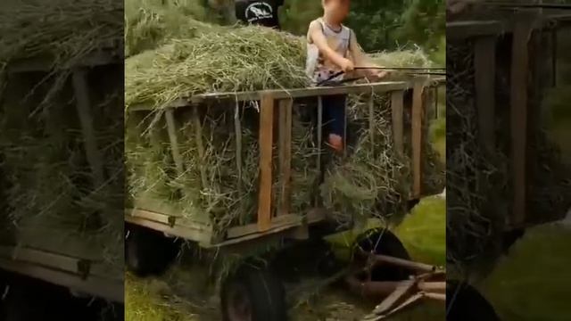 Подбор сена по старинке, лошадки в упряжке ... 11 октября 2020 г. смотреть онлайн