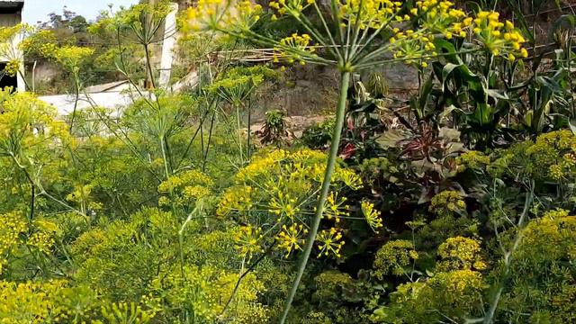 【植物介紹】蒔蘿Dill 飛樣仔 刁草 芹菜科 香料植物 鎮定 緩和 安慰 緩和疼痛的鎮靜作用 Sedation Relief Comfort, Celery Branch, Spice Plant смотреть онлайн