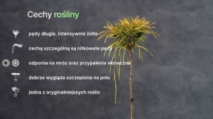 GOLDEN WHIPCORD - Żywotnik olbrzymi (Thuja plicata 'Golden Whipcord') - żółta palma