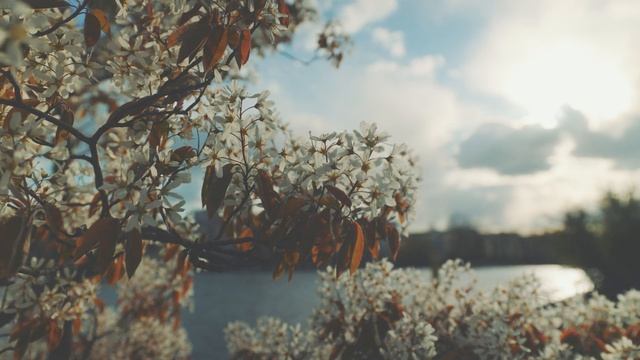 Singing Birds to Relax & Focus | A day in spring | 4K Nature ASMR смотреть онлайн