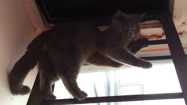 Кот залез на лестницу и не может слезть. Cat climbed the stairs and can not dismount. смотреть онлайн