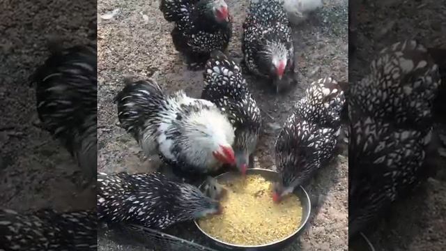 Кохинхин карликовый окрас серебристо черно ока смотреть онлайн