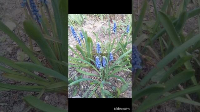 #Сад 2021 05 02 смотреть онлайн
