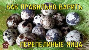 Как варить перепелиные яйца.Сколько варить перепелиные яйца вкрутую.
