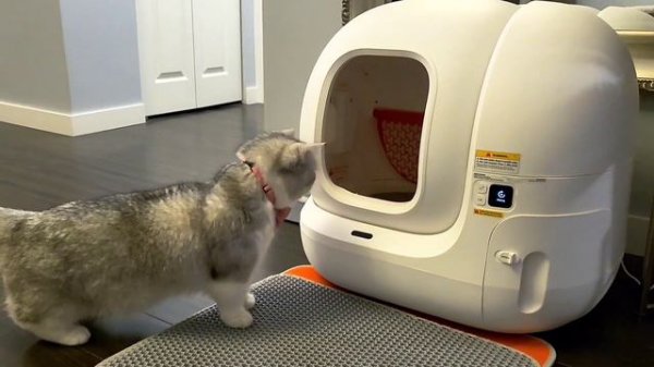 PetKit - PURA MAX Automatic Litter Box! Munchkin cat Review