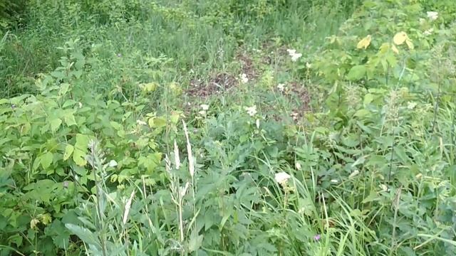 VID_20230708_133045.mp4 смотреть онлайн