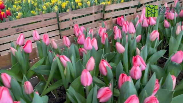 Выгонка ТЮЛЬПАНОВ к 8 марта. Обзор сортов. смотреть онлайн