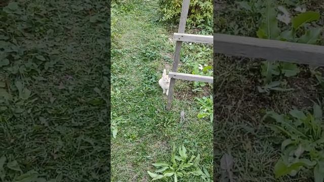Дрессировка котят дворянской породы ? умные коты смотреть онлайн