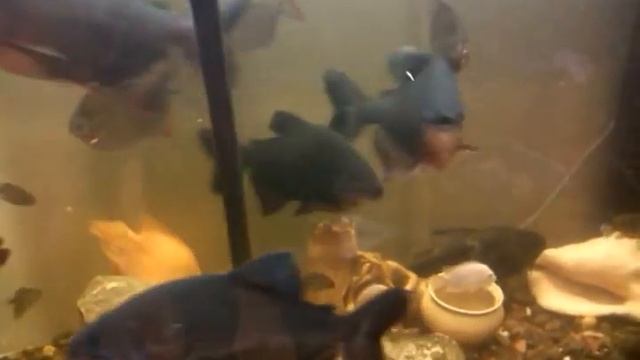 красный паку астронотус теляпия смотреть онлайн