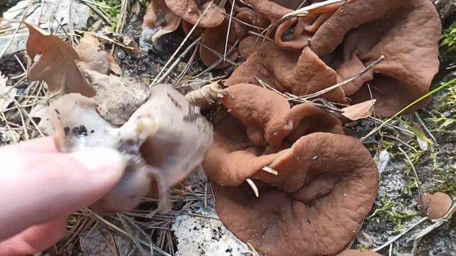 СТРОЧОК ГИГАНТСКИЙ - чемпион среди строчков. Грибы весной смотреть онлайн