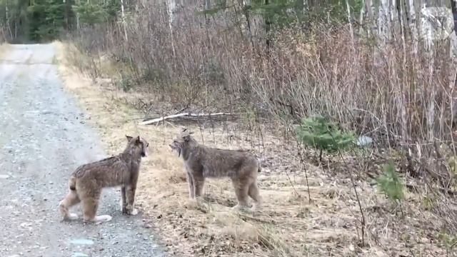 Две рыси наорали друг на друга и стали звёздами YouTube