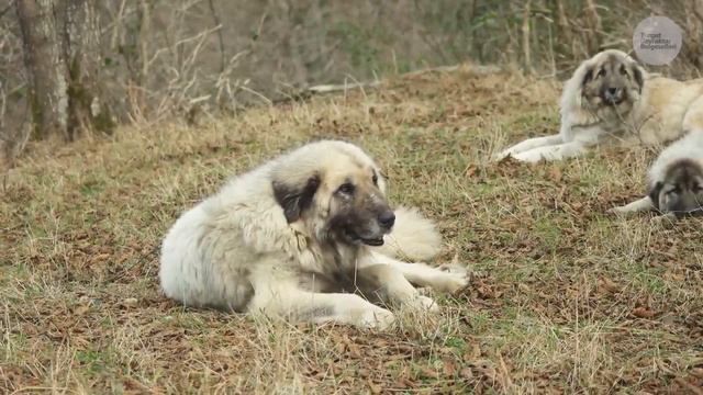 Yunus Ağa Ve Keçi Sürüsü | Belgesel ▫️4K▫️