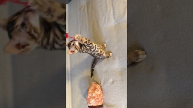 бенгальские кошки, Золото Бенгалов, шикарный парень кот в племенное разведение 1,5 месяца помет V смотреть онлайн