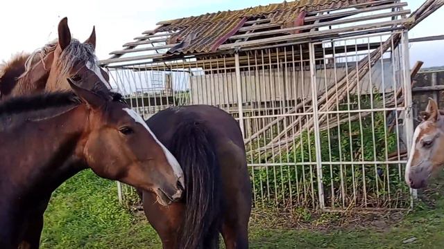 Молодые кобылы растаяли увидев жеребца смотреть онлайн