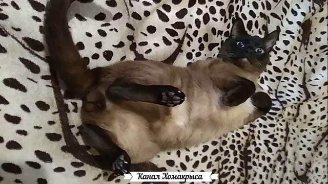 Звук сверчков Пение сверчка для сна Звуки которые нравятся кошкам Приятные звуки для кошек и кото смотреть онлайн