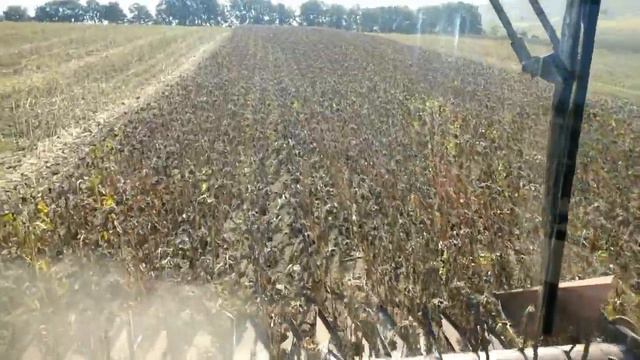 Уборка подсолнуха ПIОНЕР 119 розпочалась 30 08 2019 смотреть онлайн