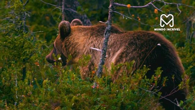 INCRÍVEL URSO SALVA FILHOTE DE LOBO