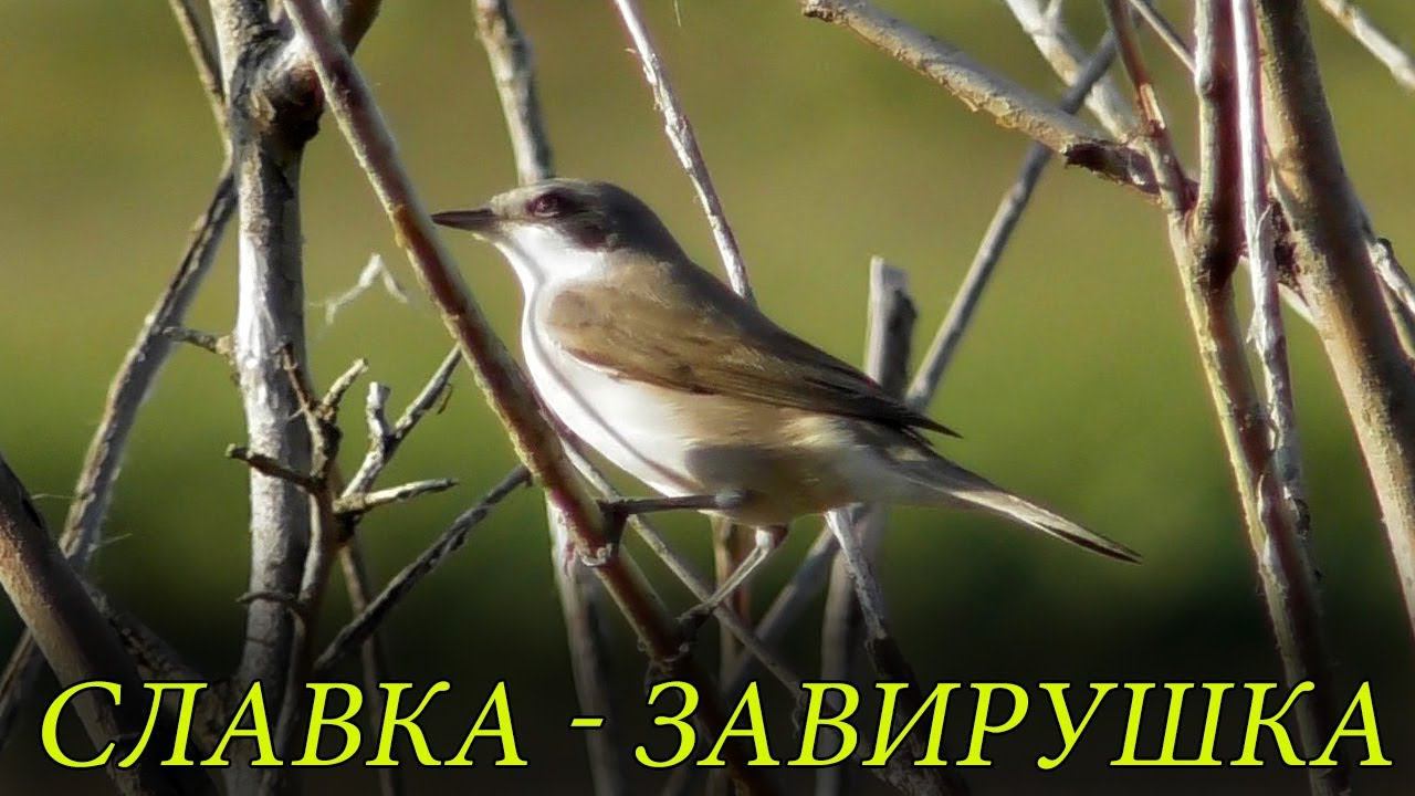 Славка - Завирушка или Славка - Мельничек / Lesser whitethroat / Bigiarella смотреть онлайн