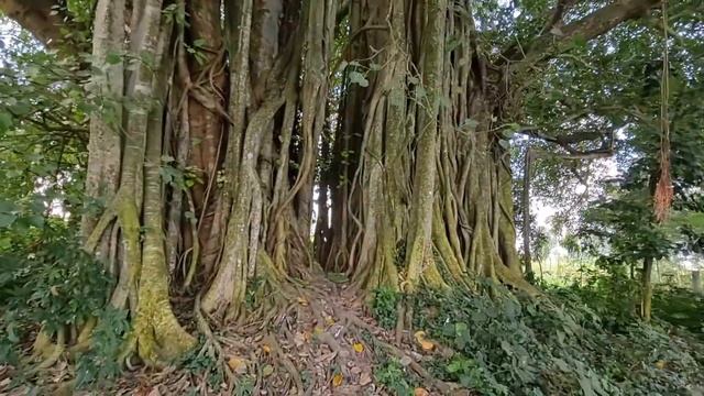 ЖИЗНЬ В ДЕРЕВНЕ. Путешествие по Бангладеш. смотреть онлайн