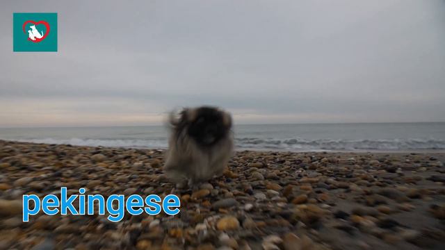 DOGS BARKING To Make Your Dog Bark | Dog Breeds Barking Sound Effects HD