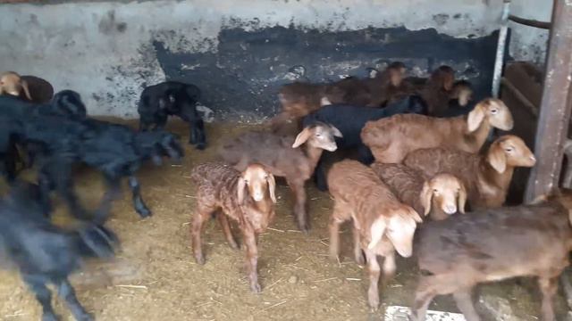 Гиссарские ягнята хозяйства Камчатного смотреть онлайн