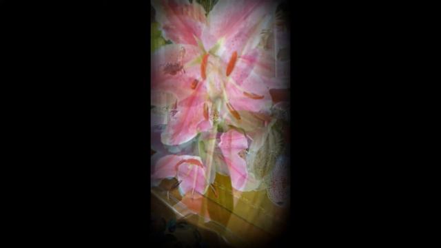 Song "Cherry Pink------" with Flowers смотреть онлайн