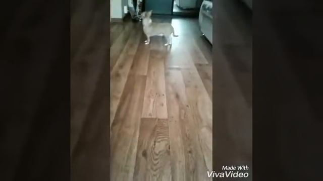 Купили щенка!!! смотреть онлайн