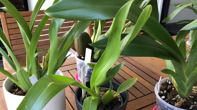 My Oncidium Intergenerics: Understanding their Classification & Taxonomy смотреть онлайн