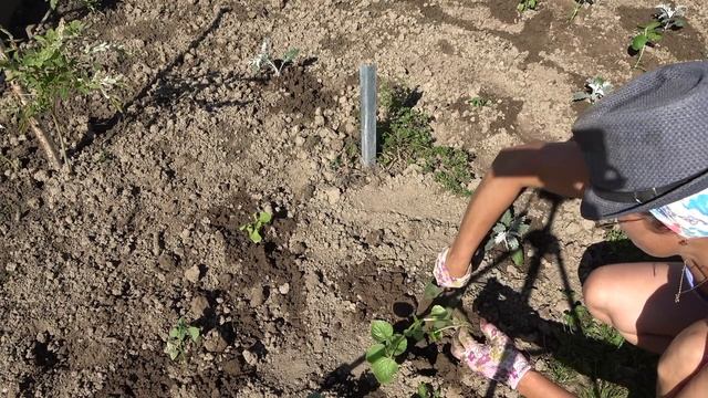 6 соток 5 июня 2021 год. Хроника. смотреть онлайн