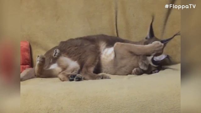 Floppa is Taking a Shower : Caracal смотреть онлайн
