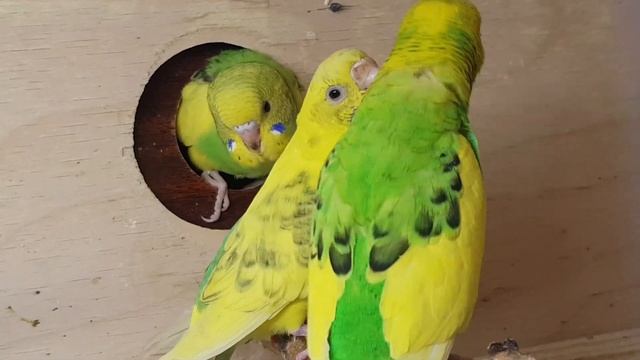 Кормление птенцов волнистых попугайчиков смотреть онлайн