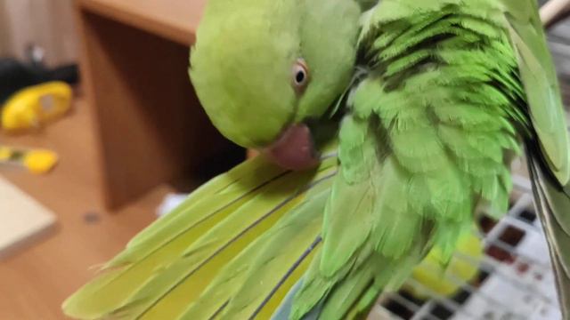 Ожереловый попугай перебирает пёрышки хвоста смотреть онлайн