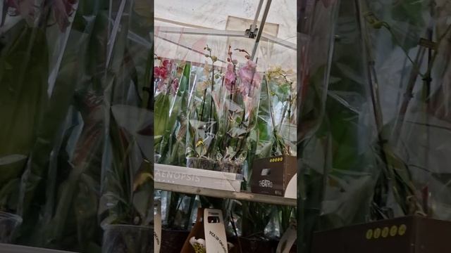 Лондон. Маркет цветов. Орхидеи.Цимбидиумы. Обзор. London. Flower Market. Orchids. Cymbidiums. смотреть онлайн